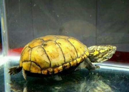 头盔龟好养吗 头盔龟可以陆养吗