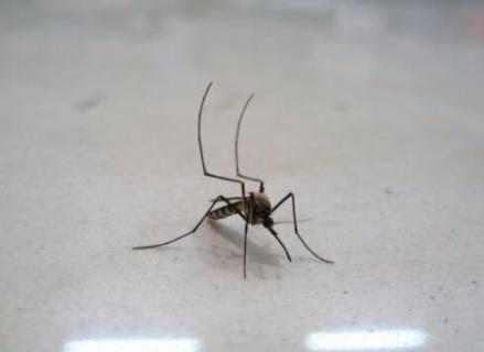 屋里有蚊子怎么办 屋里有蚊子怎么办才能不被咬