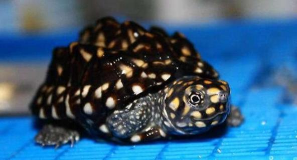 斑点池龟能深水养么 斑点池龟能深水养么吗