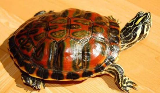 火焰龟是深水龟吗（火焰龟是深水龟吗_宠物圈）