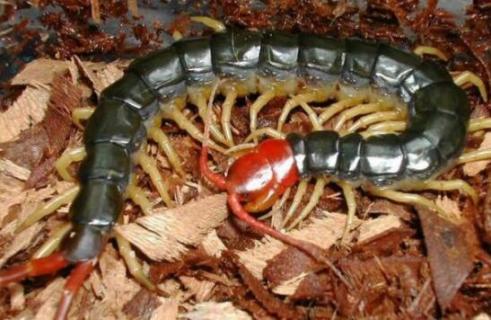 红头蜈蚣有毒吗 红头蜈蚣有毒吗,怎么治疗