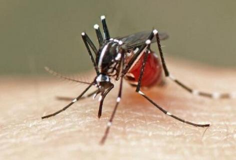 雄蚊子为什么不吸血 为啥雄蚊子不吸血