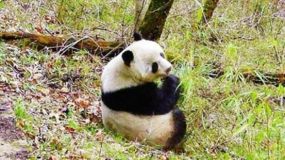 熊猫吃的竹子是什么竹 熊猫吃的竹子是什么竹的竹笋可以吃吗