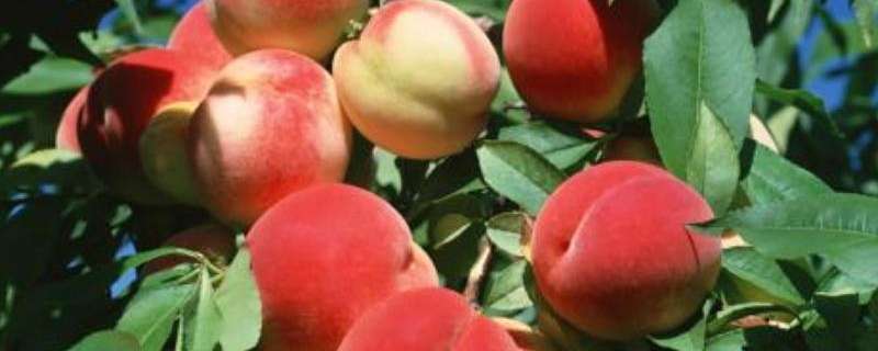 映霜红桃第一次膨果是在什么时候 映霜红桃成熟期