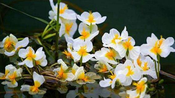 水性杨花是什么花 丽江的水性杨花是什么花