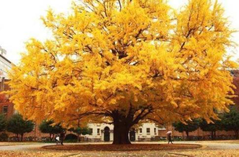 黄衣裳的是什么树（秋天什么树是黄衣裳）