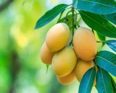 芒果树的种植与养护 芒果树的种植与养护技术