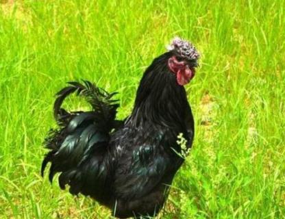 黑色的鸡是什么品种（全身黑色的鸡是什么品种）