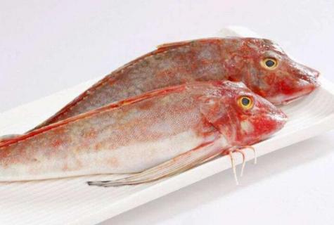 红头鱼学名叫什么 红头鱼百科