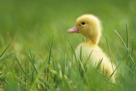 刚出生的小鸭子有着什么颜色的嘴角 刚出生的小鸭子有着什么颜色的嘴角填空