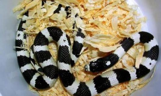 黑白王蛇和银环蛇区别（黑白王蛇和银环蛇区别图）