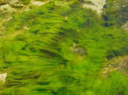 绿藻对水质的影响 淡水藻类对水质的影响
