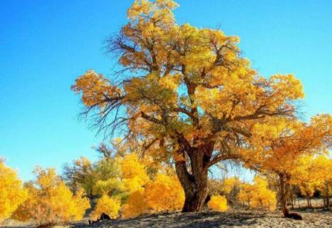 哪种树在沙漠中被称为会流泪的树 沙漠中会流泪的树是什么
