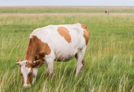 牛的生长期是多长时间 牛的最快生长期是什么时间