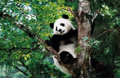 野生的熊猫平均年龄是几岁 野生的熊猫平均年龄是几岁啊