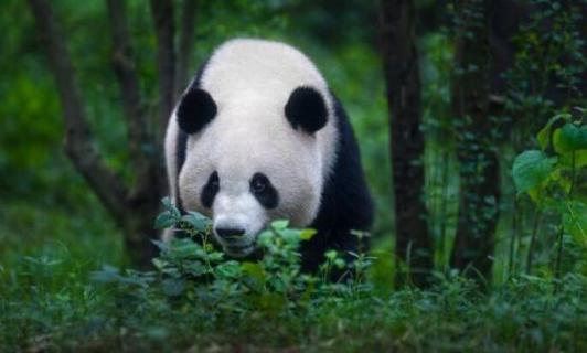 野生熊猫平均年龄 野生熊猫平均年龄多大