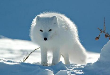 白狐是保护的动物吗（白狐属于什么动物）