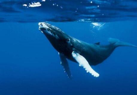 鲸是哺乳动物吗为什么 鲸是不是哺乳类动物?