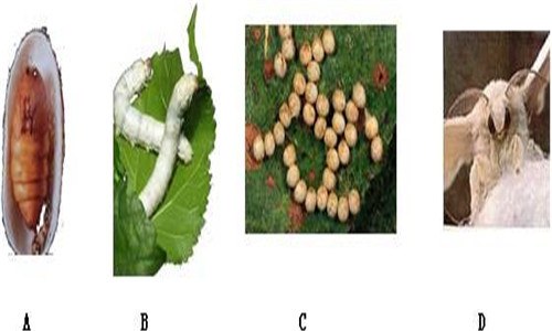 家蚕和蝗虫的生殖和发育的异同点（家蚕和蝗虫的生殖和发育的异同点是）