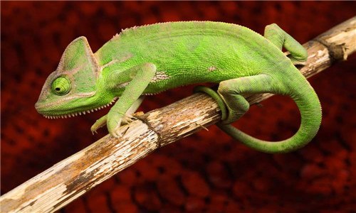 蜥蜴和变色龙的区别 龙变色与蜥蜴的区别
