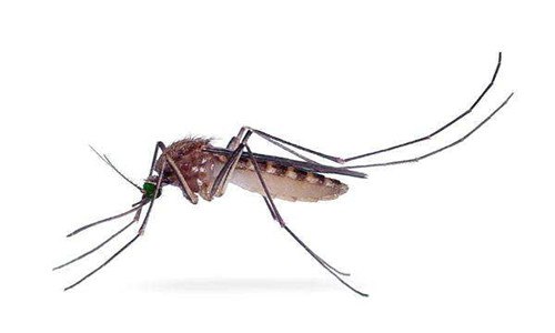 蚊子的别称是什么 蚊子的别称是什么名字