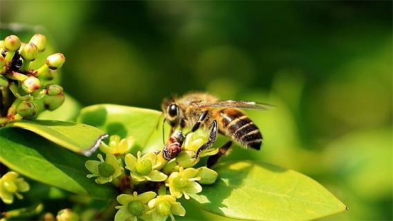 蜜蜂属于昆虫类吗（蜜蜂属于昆虫类吗还是动物）