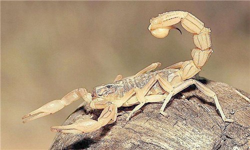 蝎子的外貌及特征是什么 蝎子的主要特征