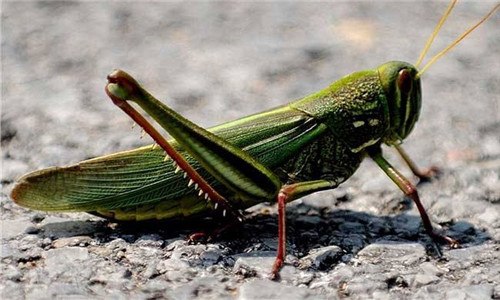 蝗虫的生殖方式是什么 蝗虫的生殖方式是卵生吗