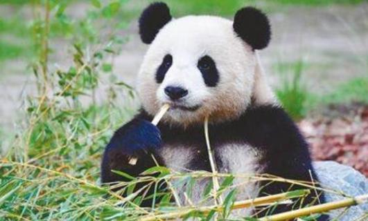 大熊猫是食肉还是食草动物 大熊猫是食肉还是食草动物吗