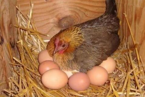 母鸡下蛋后自己吃掉鸡蛋是怎么回事 母鸡下蛋后自己吃掉鸡蛋是怎么回事吃什么能补