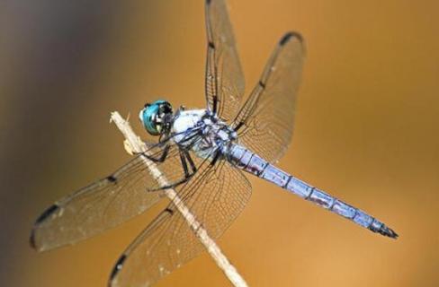 蜻蜓的翅膀有什么特点和作用（蜻蜓的翅膀有什么特点和作用呢）