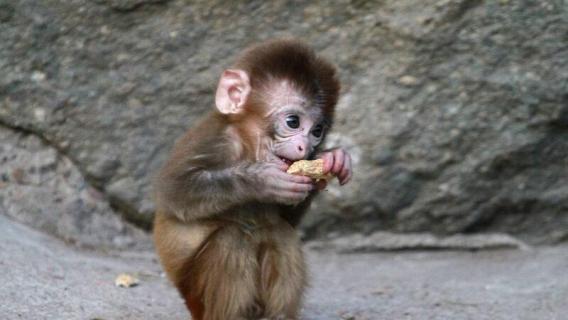 猴子喜欢吃什么食物（猴子喜欢吃什么食物,生活在哪里）