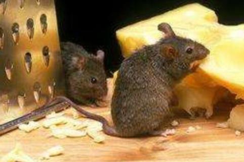 老鼠爱吃什么 老鼠爱吃什么水果
