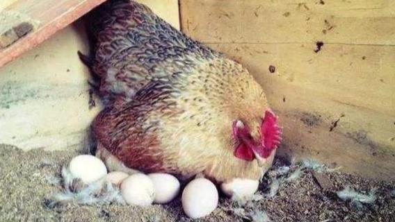 母鸡抱窝几天才放蛋（母鸡抱窝一天放蛋能一天出吗）