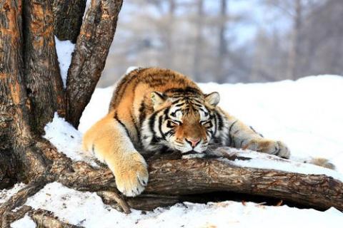 西伯利亚虎和东北虎的区别 西伯利亚虎和东北虎是不是同一虎种
