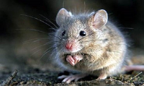 田鼠和老鼠的区别（田鼠和老鼠的区别图片）