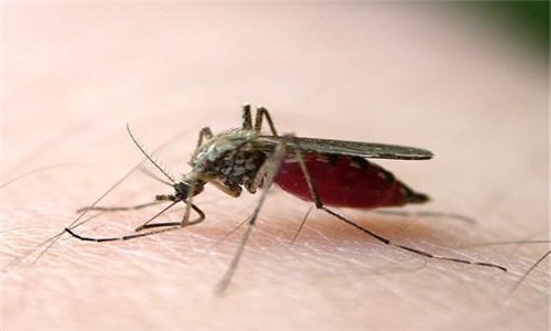 蚊子吸血后肚子爆了能活吗 蚊子吸血爆肚会死吗