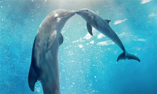 海豚会救人是真的吗 你知道海豚为什么会救人吗