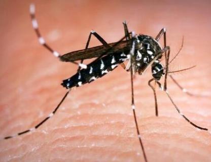 蚊子怎么产生 蚊子怎么产生蚊子