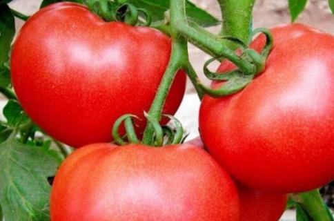西红柿被虫子钻了怎么办 钻西红柿的黑色虫子是什么