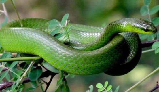 硫磺可以驱蛇吗 硫磺可以驱蛇吗对身体有害吗