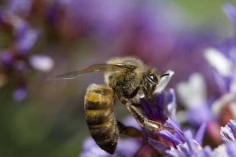 蜜蜂最怕什么才会飞走 蜜蜂最怕什么才会飞走呢