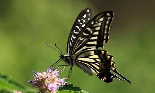 蝴蝶的寓意和象征 蝴蝶兰的寓意和象征风水