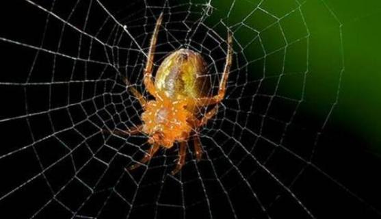 为什么蜘蛛会织网 为什么蜘蛛会织网作文