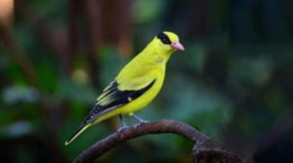 野生黄鹂鸟是几级保护动物（黄鹂鸟属于几级保护动物）
