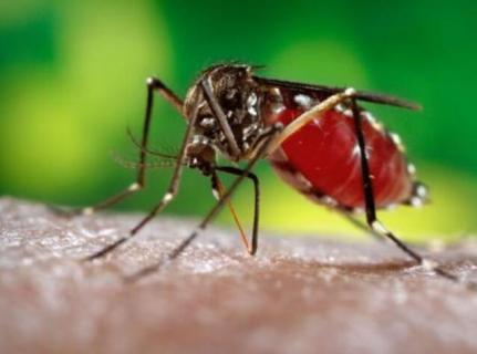 疟蚊和普通蚊子的区别 疟蚊和普通蚊子的区别图片