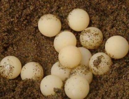 甲鱼蛋可以自然孵化吗 甲鱼蛋可以自然孵化吗视频
