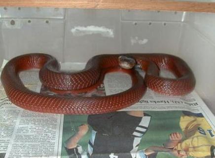 全身红色的蛇是什么蛇 全身红色的蛇是什么蛇?有毒吗