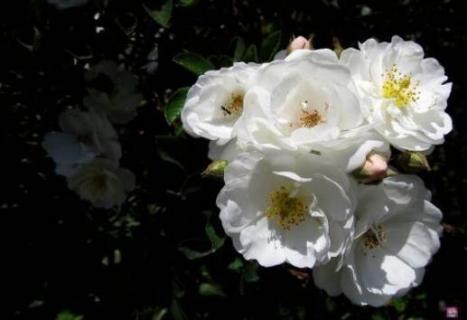 白蔷薇花语及代表意义 粉白蔷薇的花语