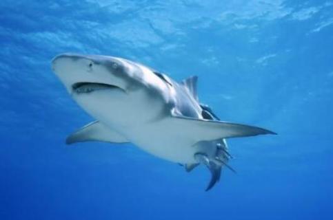 鲨鱼的种类和习性 鲨鱼的种类和特点